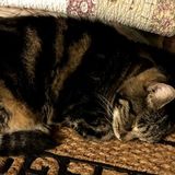 Professional Pet Sitting Professional in Port Richey. Super friendly and energetic.