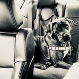 Most Hard Working Pet Groomer in Indian Trail
