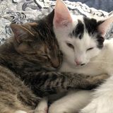 Boarding for 2 Sweet Felines Wanted in Cape Coral, Florida