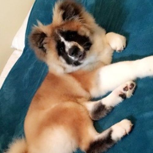 Pet Care Job Samantha B's Profile Picture