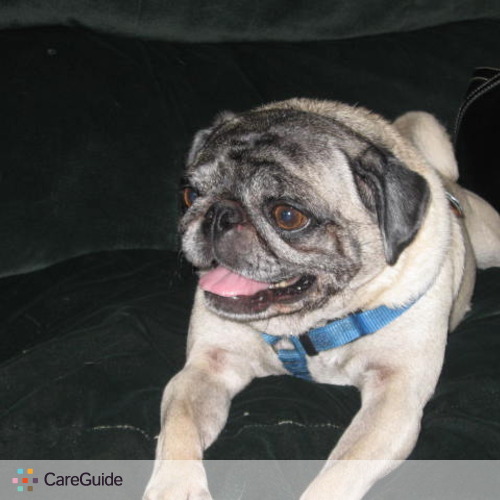 Pet Care Provider Kate I's Profile Picture