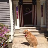 Seeking Dog sitter in your home