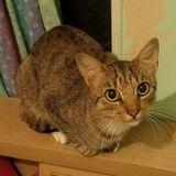 Freeman loved to cuddle and be rubbed! He just needs a short stay away from home until his paperwork comes in!