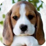 Searching for a job working with animals in Tigard, Oregon.