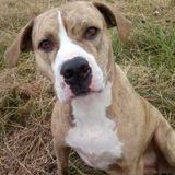 WANTED: person to help with older dog