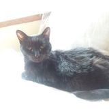 Available: Cat sitter in Milwaukee