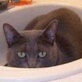 Are You Looking For an Educated & Caring Cat Sitter in Waterford, MI