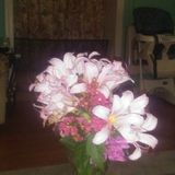 Interested In a Domestic Helper Job in Lookout Mountain, Georgia