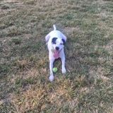 Pet Sitting for my lab mix