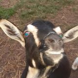 Good:Experience and Enthusiasm - Let Me Love Your Pets