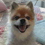 Lovingly caregiver for pets. Very reliable. Experience with oral medication lling to consider pet sitting.
