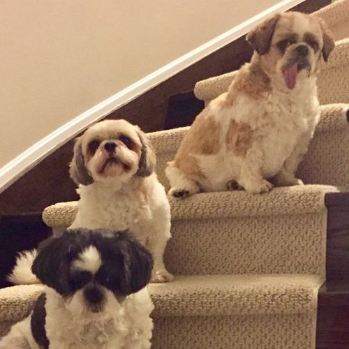 Pet Care Job Dana Gain's Profile Picture