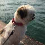 Responsible Pet sitter available at any time!