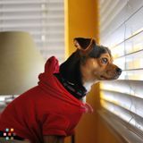 Pups and Fluff Pet Care Serving Orange and Rockland Counties