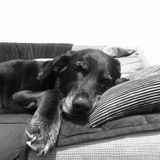 Petsitter Needed For older dog that has separation anxiety