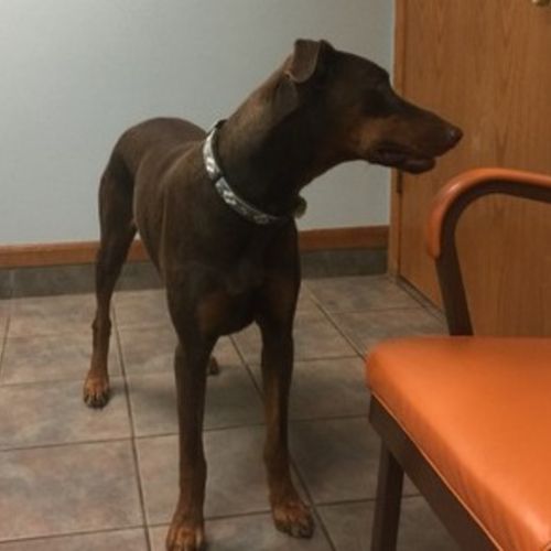 Pet Care Provider Sandra P's Profile Picture