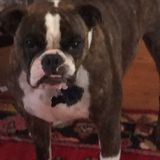 Interviewing For Hanson, Hanover, Whitman, Pembroke, East Bridgewater Dog Walker Jobs