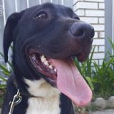 Hi! Im a fun, animal loving, cuddling sit in for when you have to be away. Ive had animals since I was a baby!