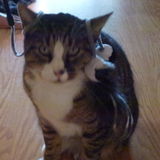 Opportunity: House and Petsitter for sweet super easy gig in Seabright