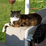 Cat sitting for 6 cats with various medical conditions, requires insulin and medication.