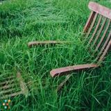 Lawn Mowing & Cutting and Grass Maintenance Services