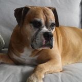 Pets to love