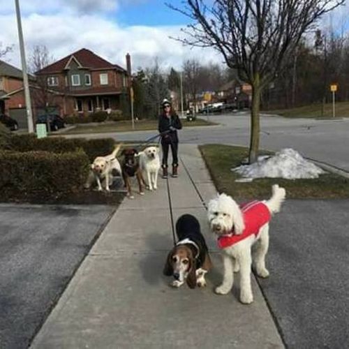 Pet Care Provider Shelby C's Profile Picture