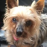 Home and Pet Sitting Services offered