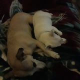 Stacy's Petsitter