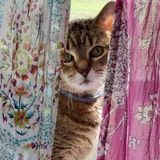 Experienced Cat Sitter Needed For Old Kitty 12/25/18 To 12/30/18