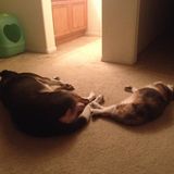 Animal lover with experience including care of dogs, cats, rabbits, frogs, and other exotic animals