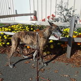 Available: Talented House Sitting Service Provider in Bellingham and Canada