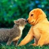 Pet services Airdrie and all areas