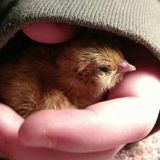 Looking for almost any pet to take care of