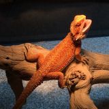 Aurora, Must have reptile experience