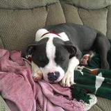 Geneva Petsitter Searching for Job Opportunities in Ohio