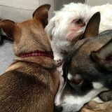 Available: Pet Sitter in Mchenry