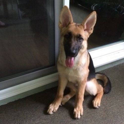 Pet Care Job Dianne Phinney's Profile Picture