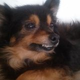I have been involved with all kinds of different pet's let me help u and ur family with ur baby