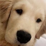 Caring Caretaker Available Immediately