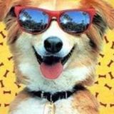 Available: Hard Working Pet Sitting Professional in Duluth