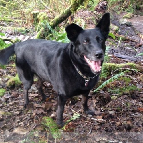 Pet Care Provider Jana Marie D's Profile Picture