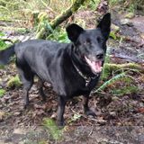 I'm an animal lover and I am confident that your pet will feel extremely loved by me :)