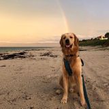 Searching for an Animal Lover Job in Vero Beach