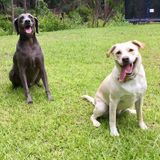 Trustworthy, Dependable, and Reliable pet owner and lover