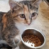 Pet sitting request for three kids - Kitten, 1 year old car and 15 year old.