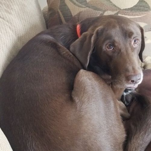 Pet Care Job Mike Winchell's Profile Picture
