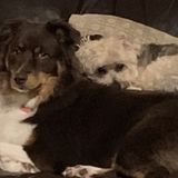 Disciplined House and Pet Sitter in Round Rock