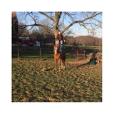York, pa farm animals, cat, and dog, care taker have alot of experience.