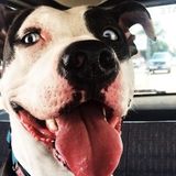 Well Trained Dog Trainer Needed in Mishawaka